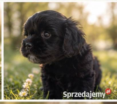 Maltipoo suczka Krapkowice sprzedam