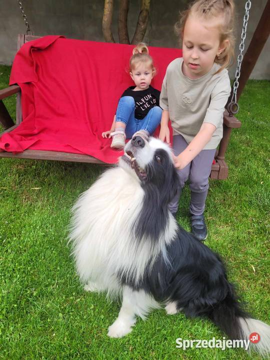 border collie FCI Pozostałe