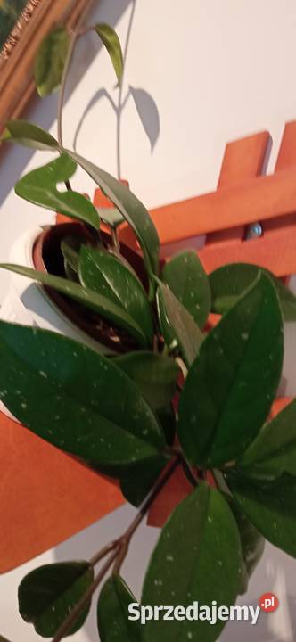 Hoya carnosa roślina pnąca domowy Kwiat Nowy Sącz