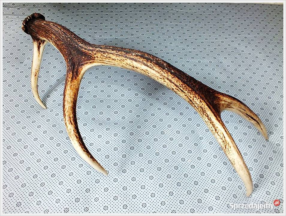 Duże poroże jelenia waga 1300g długość 64 Stan lubuskie Żary sprzedam