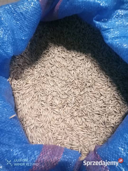 Owies ozimy Southwark Gułów