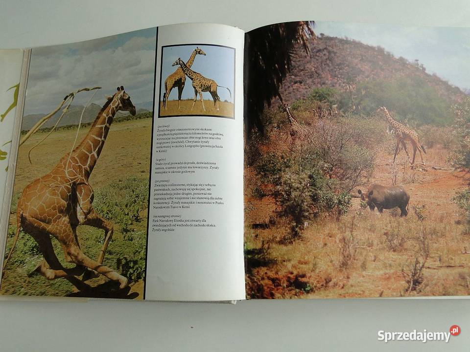 LEW NIE JEST KRÓLEM ZWIERZĄT Sandomierz