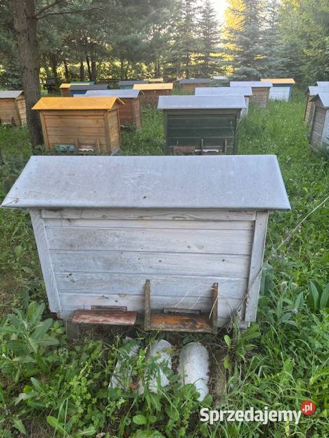 drewniany ule pszczoły Rodziny pszczele Chełm