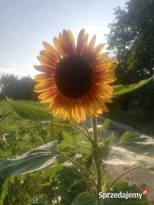 Słonecznik ozdobny kwiaty cięte