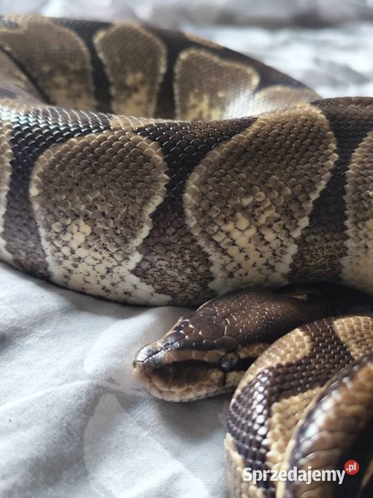 Pyton Królewski łagodny samiec sprzedam