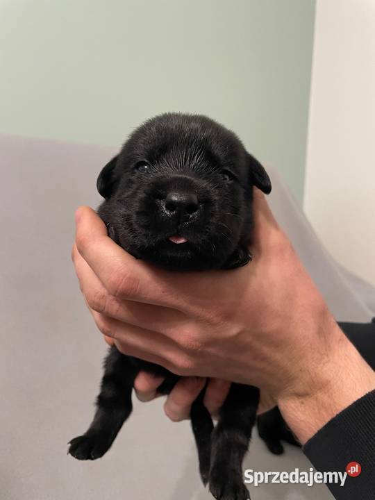 Szczeniak Labrador Retriever Gostyń