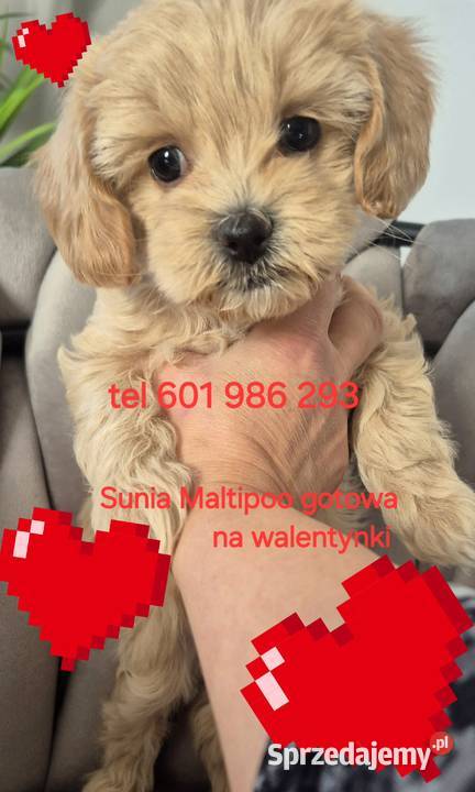Suczka Maltipoo gotowa na walentynki sprzedam