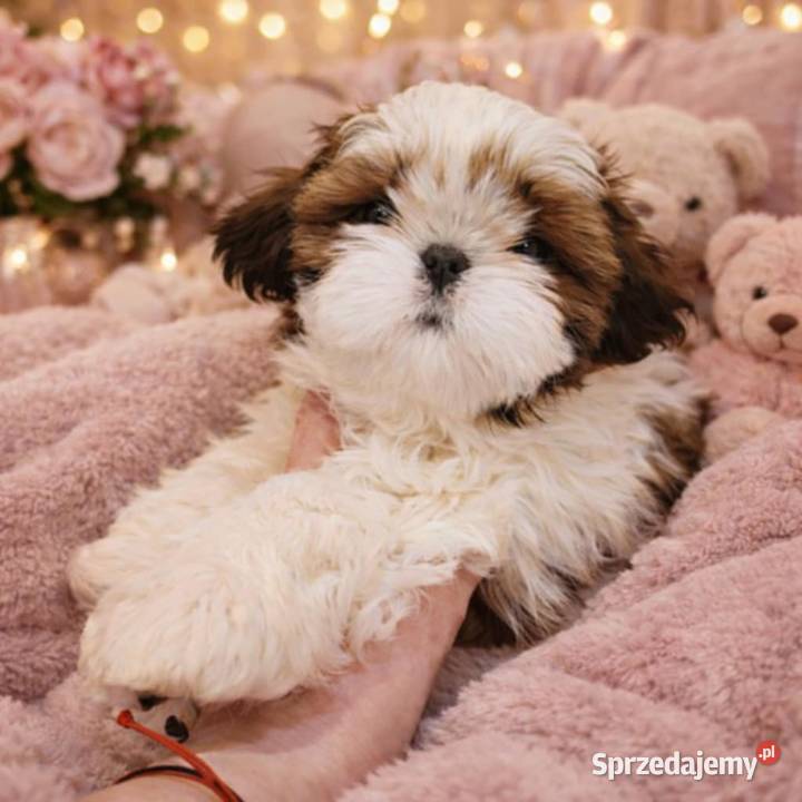 Sunia bialoczerwona łódzkie Mokrsko