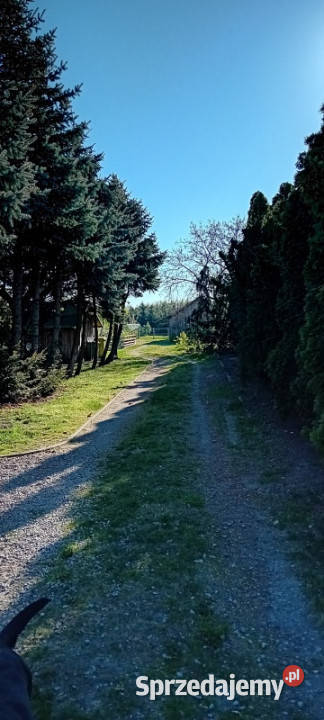 Dom 120m2 duża działka z potencjałem Sprzedaż Sprzedaż Czarnożyły sprzedam