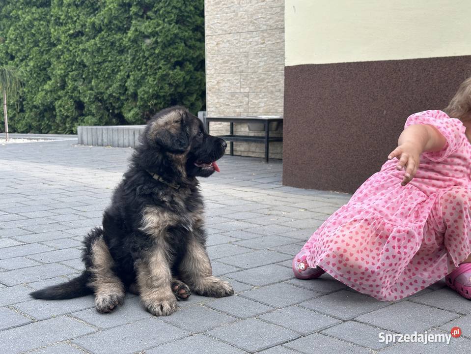 Owczarek Niemiecki Długowłosy Owczarek Sieradz