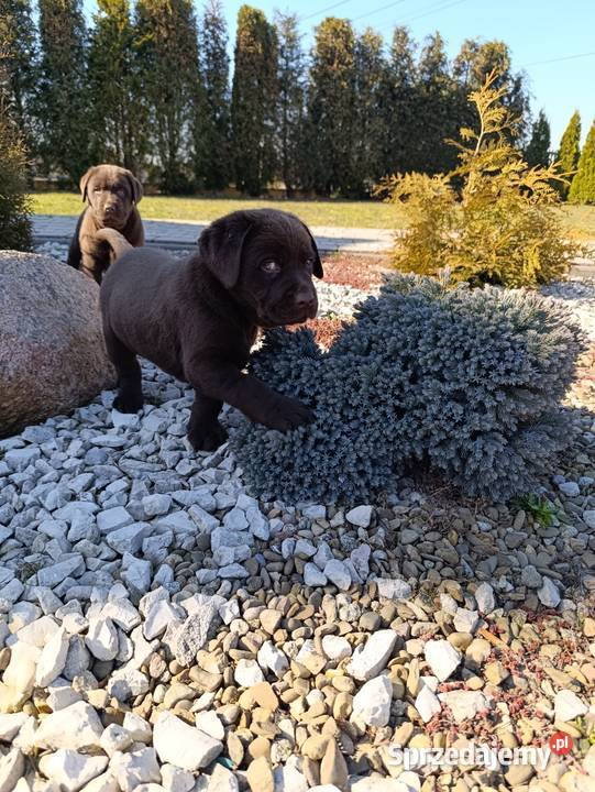 Labrador czekoladowe szczeniaczki małopolskie Tarnów