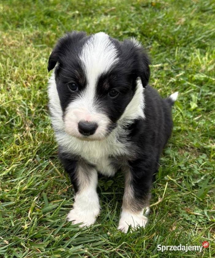 Border Collie piesek BERNIE z hodowli NEGRESSE Porąbka Uszewska