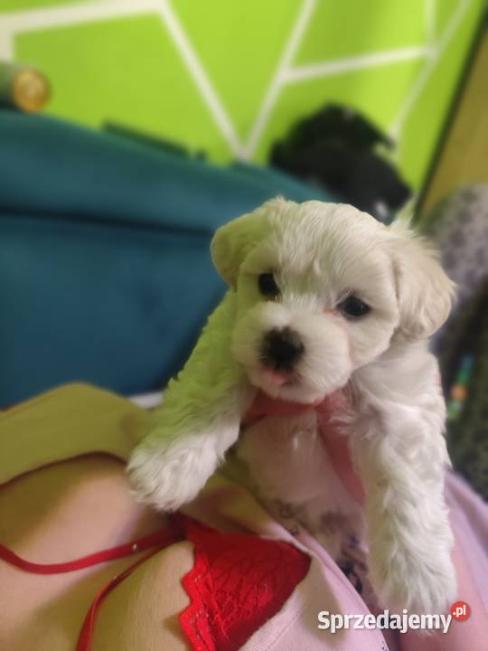 szczeniak maltańczyk lubuskie Gorzów Wielkopolski