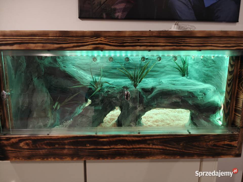 Wąż Pyton królewski terrarium Gady i płazy podkarpackie Ustrzyki Dolne sprzedam