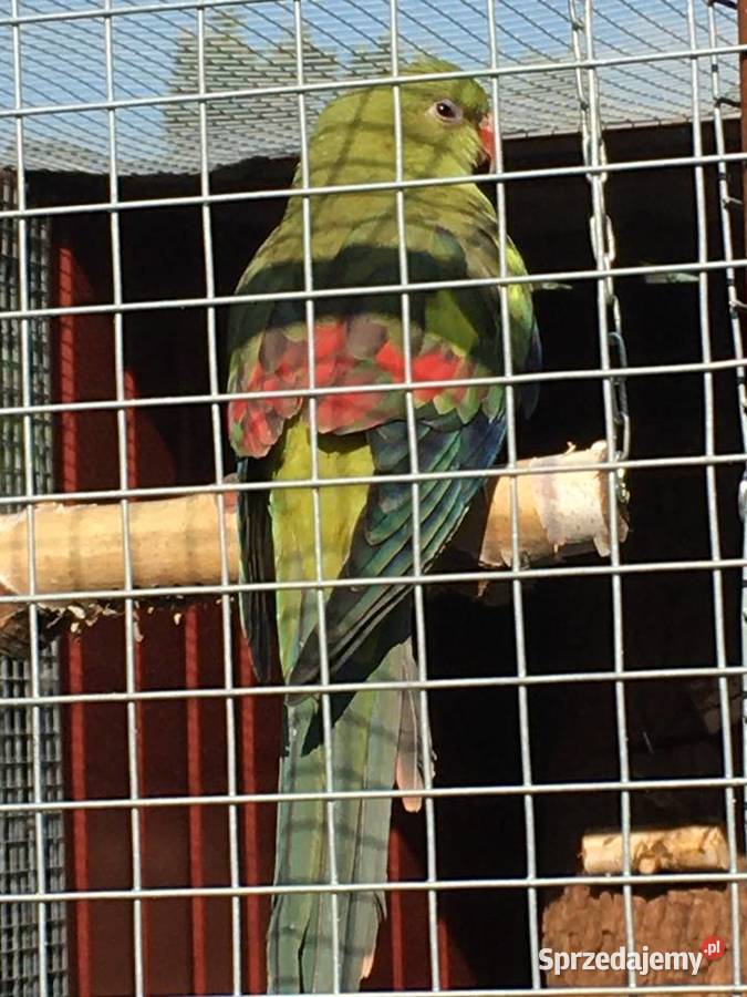 Papuga górska BERG samica