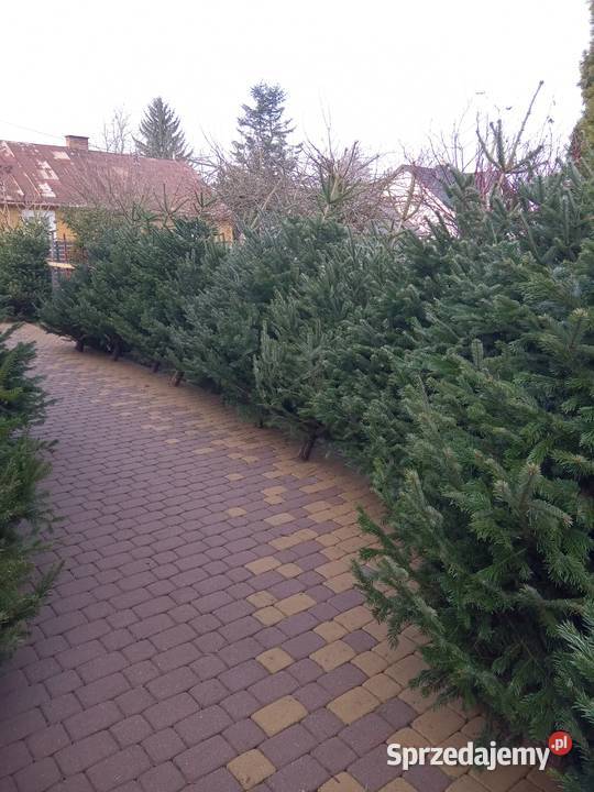 Choinki Świąteczne z własnej plantacji Bełżyce