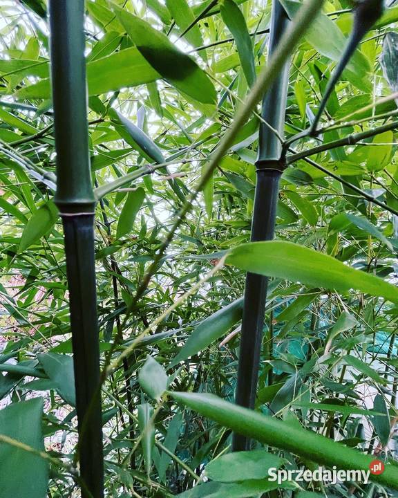 Bambus Phyllostachys Bissetii Filostachys sprzedam