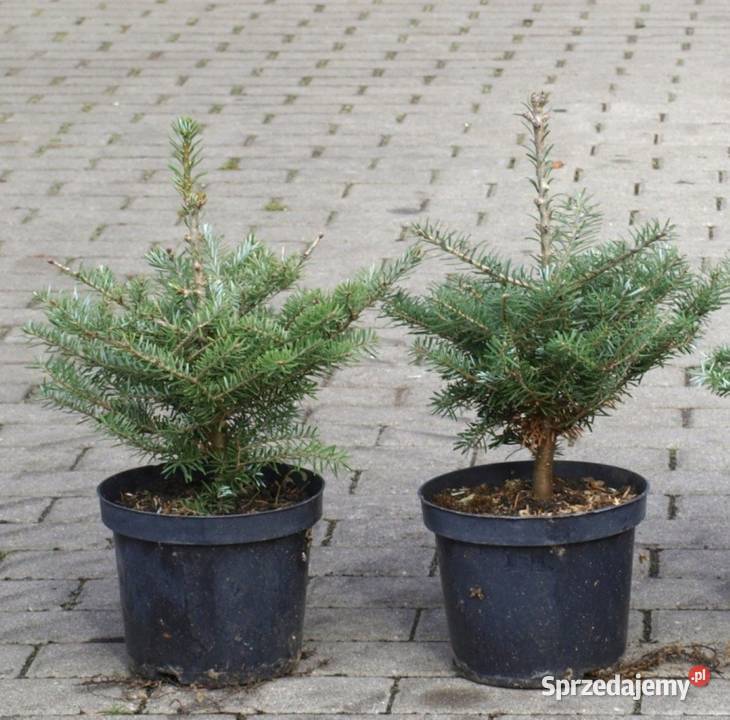 Jodła koreańska sadzonka w doniczce wielkopolskie