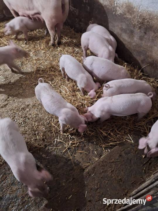 Sprzedam prosięta rolnika świętokrzyskie Jędrzejów