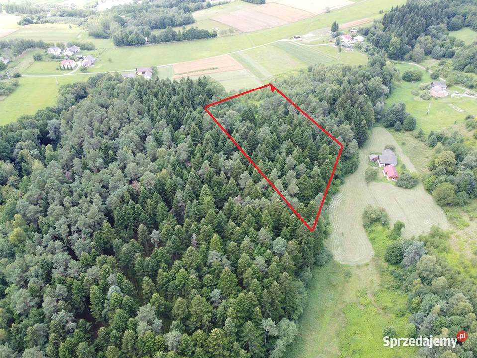 Las w miejscowości Swiecany Nieruchomości Święcany