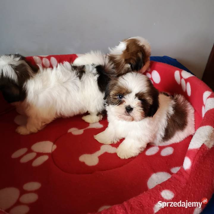 Szczenięta rasy SHIH TZU Biało Czarne Tricolor