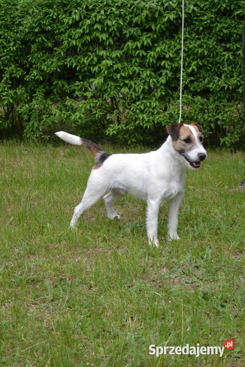 Parson Russell Terrier reproduktor Pogorzela
