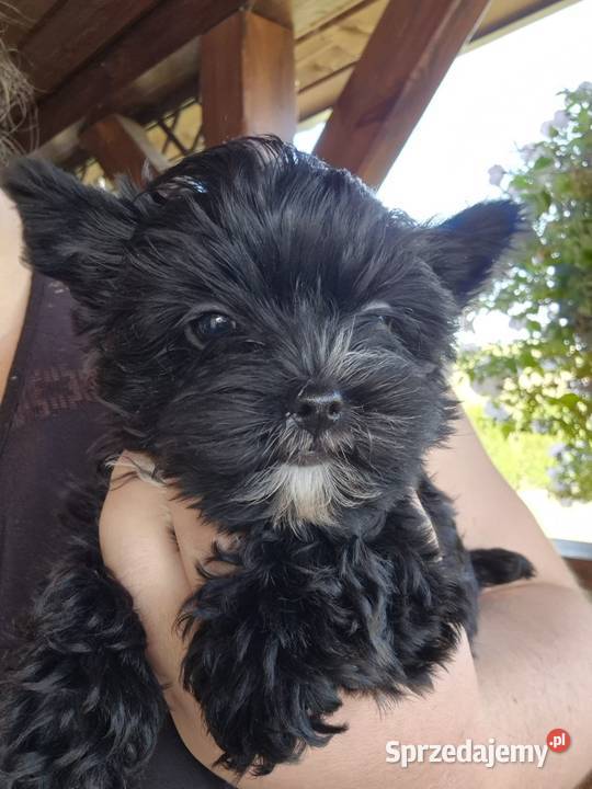 York terrier Black piesek
