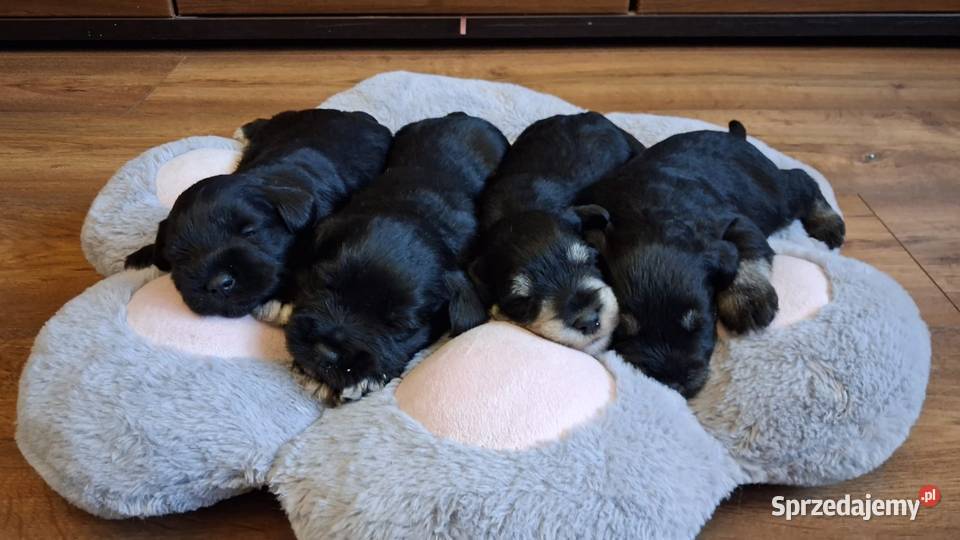 Sznaucer miniaturowy Słupca