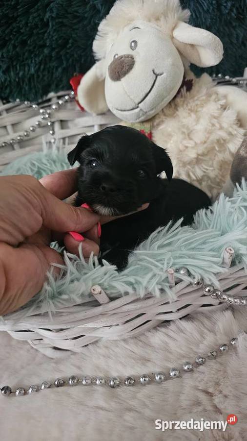 Yorkshire terrier piesek PASZPORT łódzkie Sędziejowice