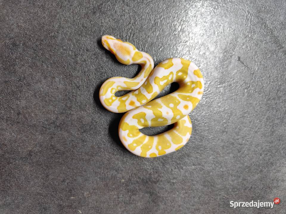 Pytony Królewskie Albino Pruszków