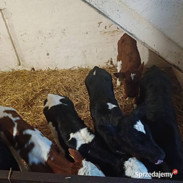 Cielaki byczki Skórcz