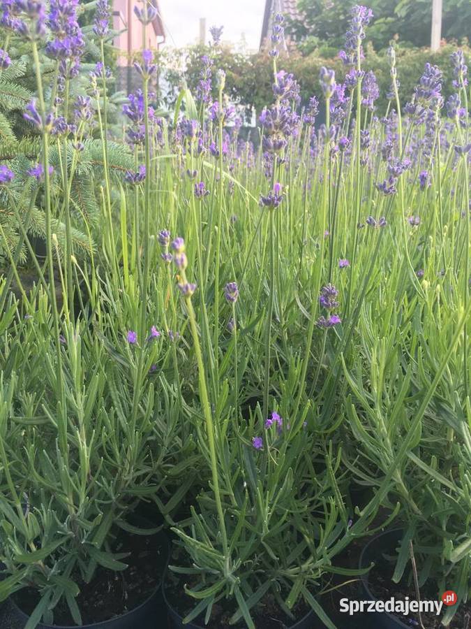 LAVENDA Lavandula ang Hidcote wabi motyle