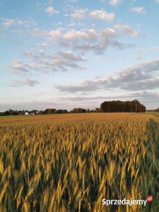 Działka Pod UP nie uciążliwą w Budziwojowicach Budziwojowice