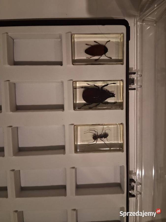 Prawdziwe Owady pajęczaki I inne robaki Cieszyn