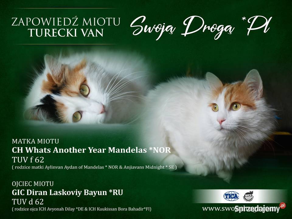 Turecki van Tajfun Swoją Drogą śląskie sprzedam