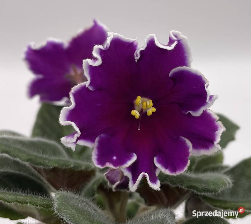 Fiołek afrykański kwitnąca sadzonka Jędrzejów sprzedam