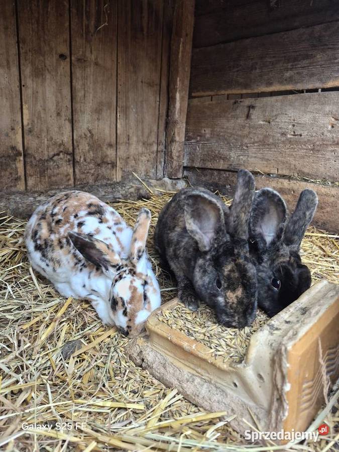 Rex trójbarwny samce Dylągowa