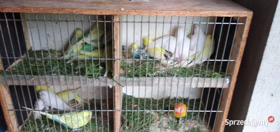 Sprzedam papugi czerwonoczelne i faliste Ptaki wielkopolskie Sługocinek