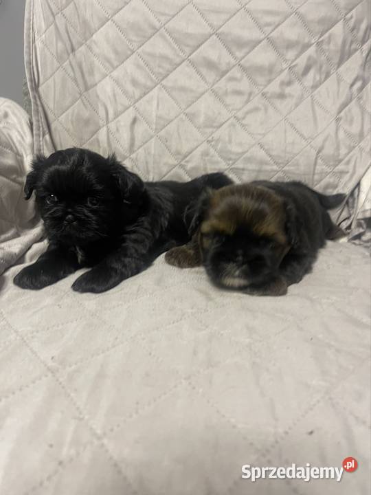 Shih tzu Sianów