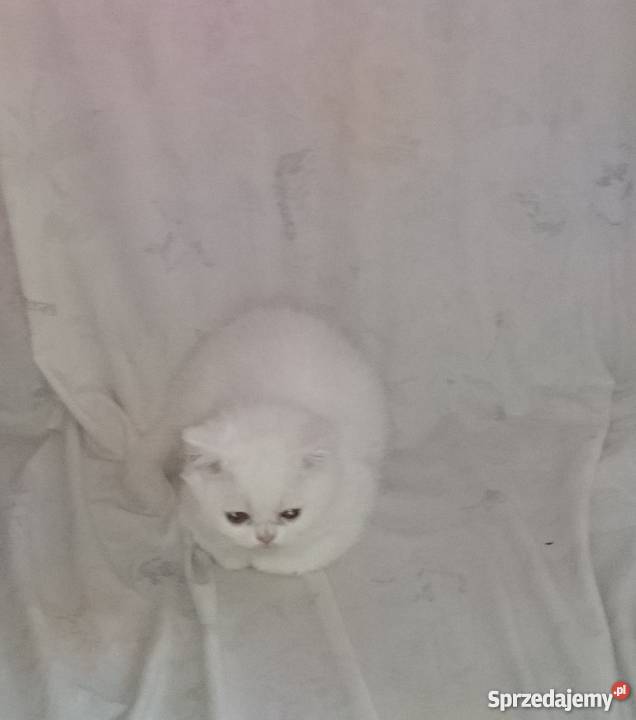 kocieta perskie biale Piaseczno sprzedam