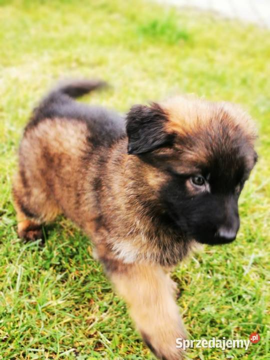 Owczarek niemiecki długowłosy wilczasty Zbiczno