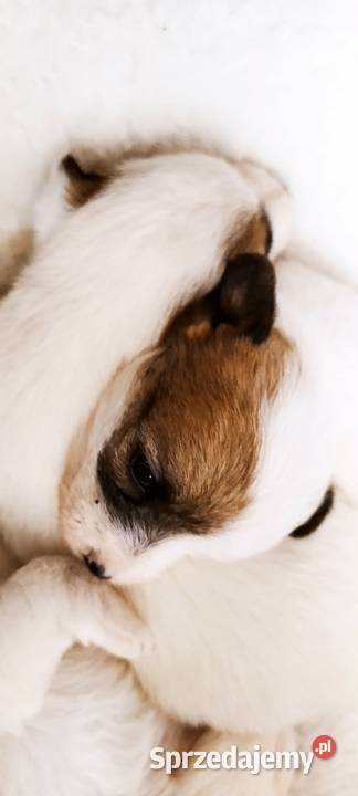 Jack Russell terrier szczeniaki Sadowie