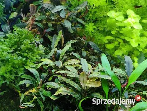 Bucephalandra roślina akwariowa Szamotuły