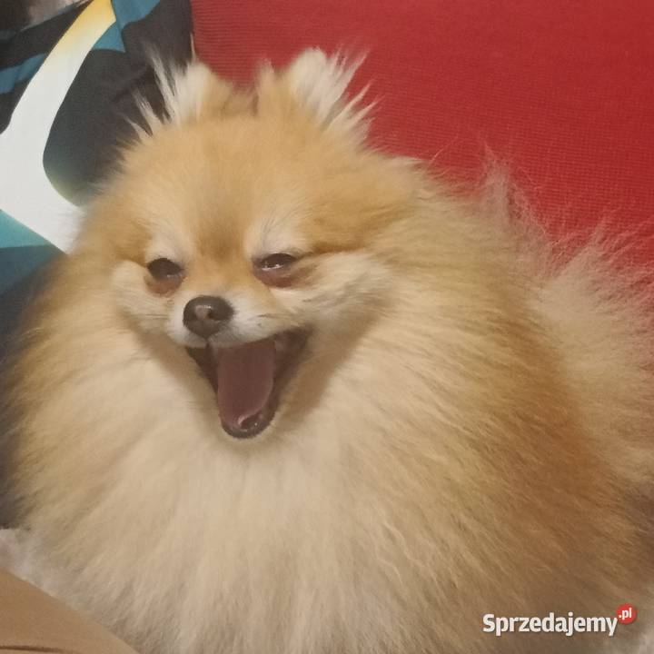 Szpice miniaturowe Pomeranian z metryczkami z Kraśnik