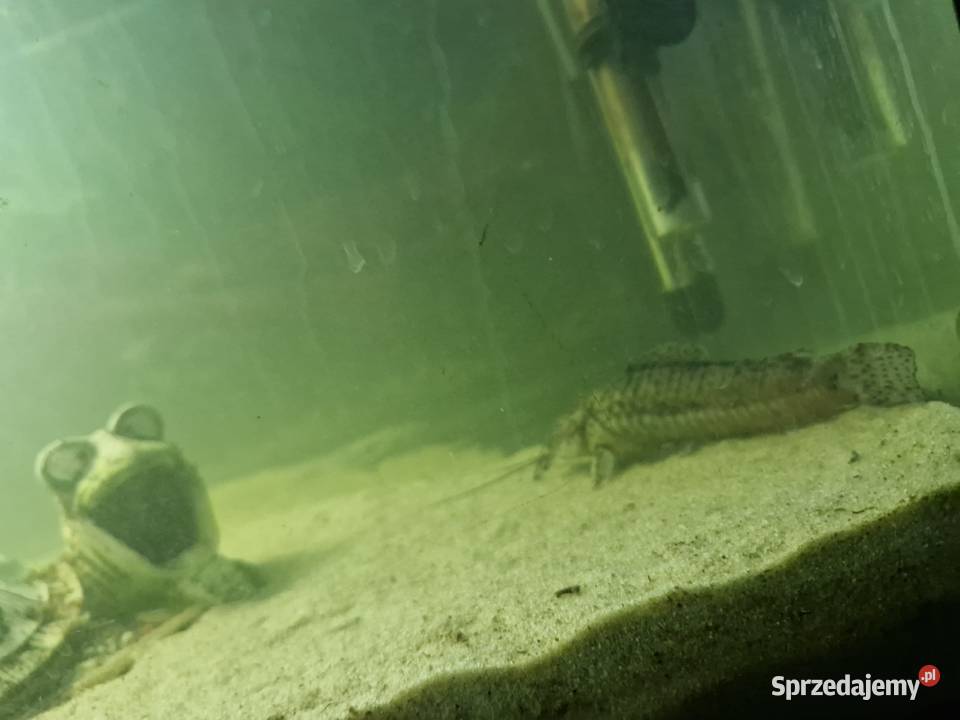 Sprzedam rybki akwariowe dolnośląskie Szalejów Dolny