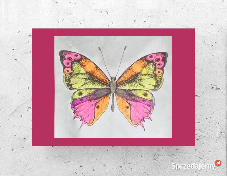 motyl plakat 21x30 vintage obrazek z motylem warmińsko-mazurskie Olsztyn sprzedam