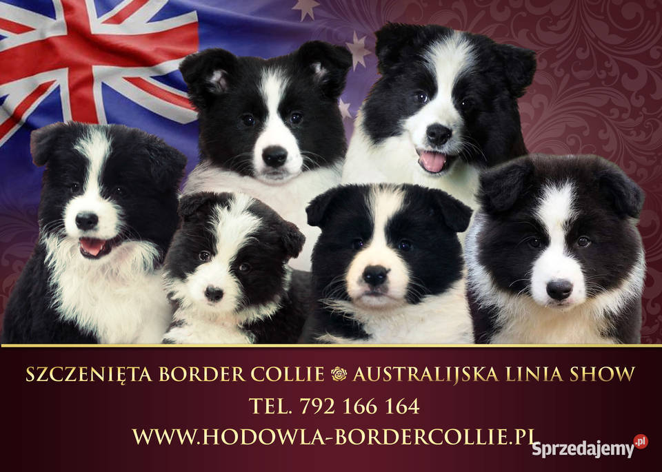 Border Collie unikalna, australijska linia show.