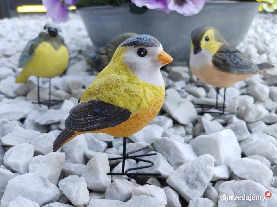 Ptaszki kolorowe do ogrodu