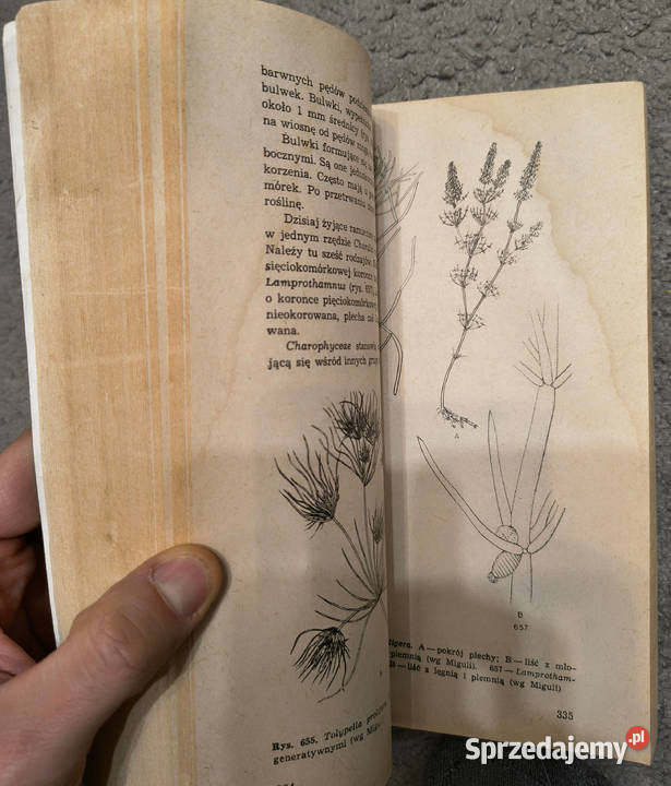 Zestaw 10 książek parazytologii fizjologii Sosnowiec