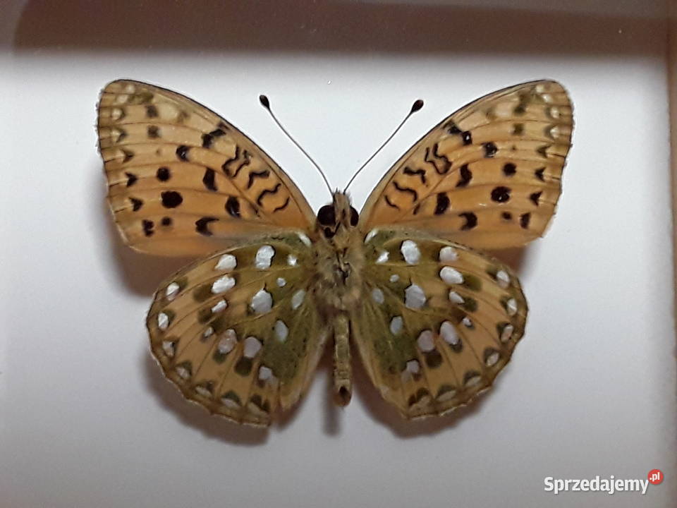Motyl w ramce 10 x 8 Argynnis aglaja Dostojka Antyki, Sztuka, Kolekcje zachodniopomorskie Szczecin